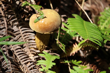キアシヤマドリタケ / イグチ科 / きのこ