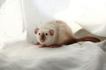 Pet white dambo rat animal light background