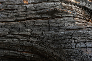 Fire-fired pine trunk closeup shot. Charred tree.