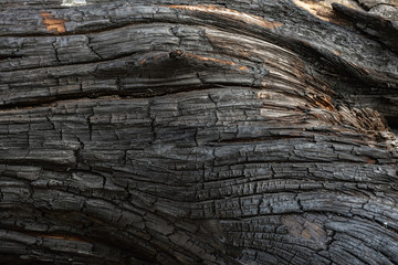The charred surface of the northern pine after a fire