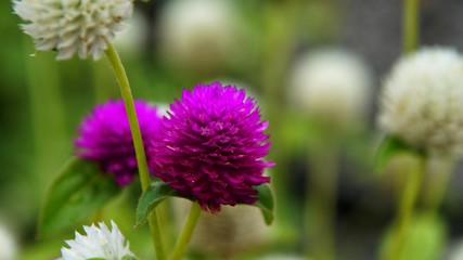Purple and white flowers with green leaves as background.(image contain certain grain or noise and soft focus when view at full resolution). Selected focus. Close up.