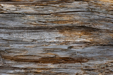 Fototapeta premium Timber of an old pine lying under the sun and snow for several years