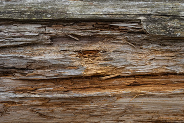Closeup surface of dead pine trunk destroyed by rains and wind