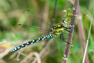 Southern Hawker Dragonfly ( Aeshna cyanea) male in Autumn