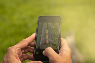 Men's hands take a row of apples lying on a wooden bench on the phone