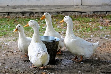 Ducks in a rural yard, standing by a bucket of water. Domestic duck (Anas platyrhynchos domestica)...