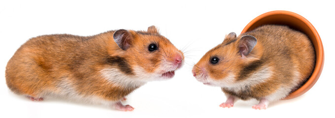 little hamsters isolated on white background