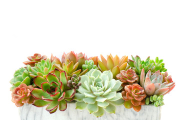Mix types of succulent plants in square pot centerpiece arrangement 