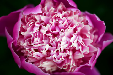 Peony. Close-up of pink peony flower. Flower bloom. Macro photo © borislav15