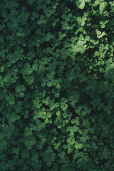 Clover field. Small shamrocks all over the surface. Greens. Dark tone. Vertical orientation.