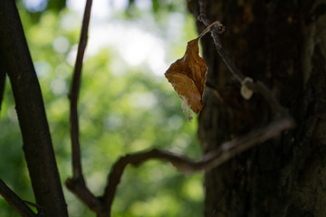 Dry light brown leaf on a curved branch near a dark trunk. Horizontal orientation.