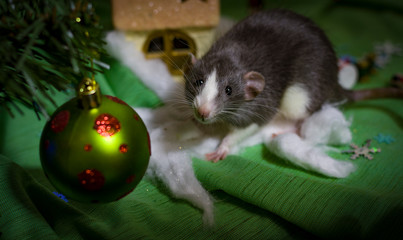 Fototapeta na wymiar Symbol of the year. Gray mouse on a green background of Christmas decorations of the house and decorations. Background for design. Happy new year 2020.