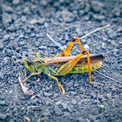 Locusts on the ground. Macro, close-up. Locust invasion. Selective focus