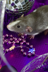  Symbol of the year. A gray mouse sits on a background of Christmas decorations and decorations of a silver-violet scale. Background for design..