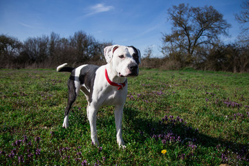 Dog walk in the fields