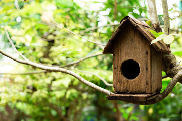 Old house bird on the tree