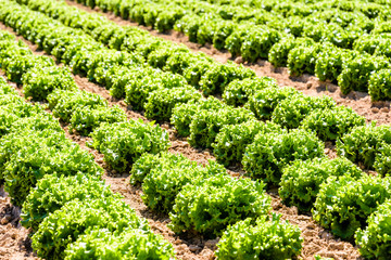 Rows of green oak leaf lettuce grown in open field under a bright sunshine in the suburbs of Paris, France.