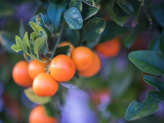 Cuties Orange Fruit Tree