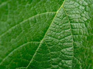 Green Leaf Macro