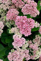 beautiful pink stonecrop flowers in the park