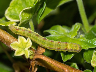 Caterpillar Over Green Leaves - Camouflage  