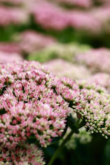 beautiful pink stonecrop flowers in the park