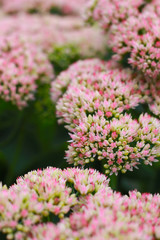 Obraz premium beautiful pink stonecrop flowers in the park