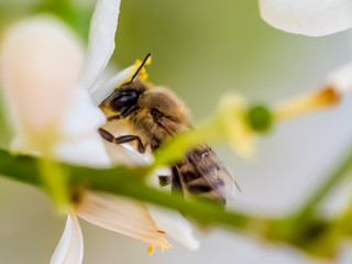 Bee Pollinating Flower Macro