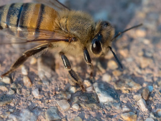 Bee Macro Shot Orange