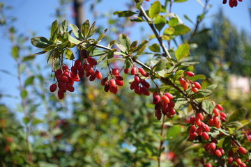 Full grown red beriies of common barberry against blue sky in autumn