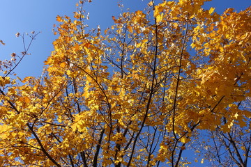 Bright orange leaves on branches of maple against blue sky in October