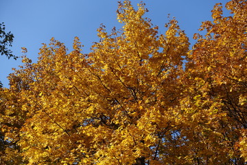 Brownish orange autumnal foliage of maple against blue sky