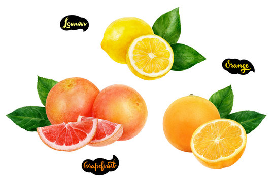 Grapefruit lemon orange set fruit watercolor isolated on white background