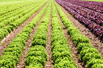 Rows of green and red oak leaf lettuce grown in open field under a bright sunshine in the suburbs of Paris, France.