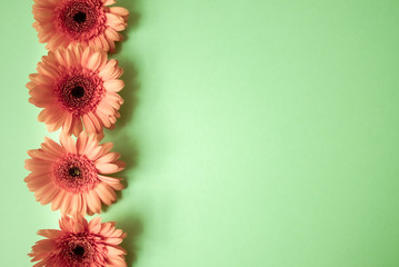 Gerbera flowers on mint background.