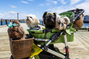 Funny small Dogs in a stroller