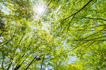 爽やかな木漏れ日と新緑