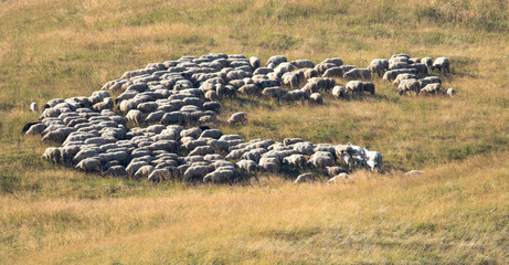 Large flock of sheep in a mountain pasture