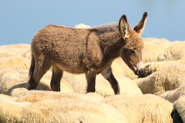 Fototapeta premium Brown baby donkey and a flock of sheep