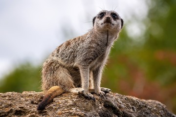 meerkat on guard