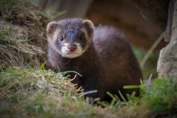 Polecat