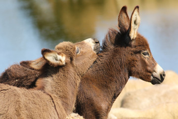 Two baby donkey is playing