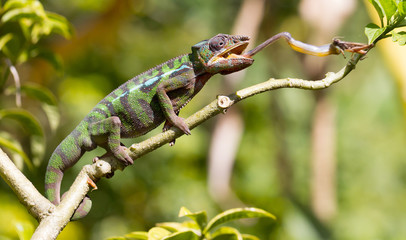Panther chameleon Furcifer pardalis, hunting