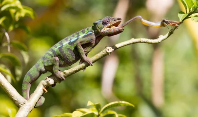 Tafelkleed Panther chameleon Furcifer pardalis, hunting © michaklootwijk
