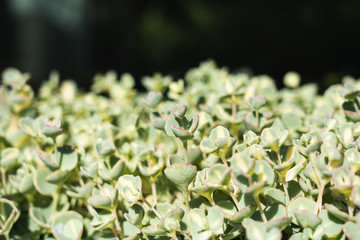 plantes grasses sous le soleil
