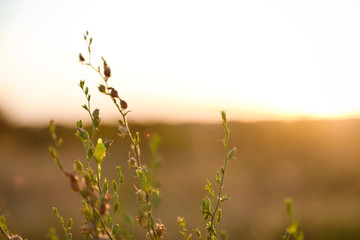 field herbs and flowers on a green background with summer sunset light