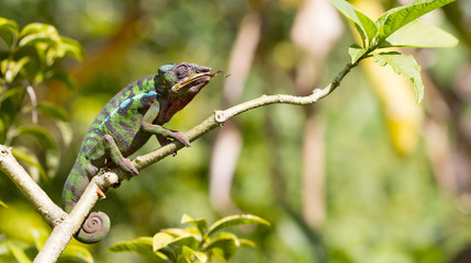 Panther chameleon Furcifer pardalis, hunting