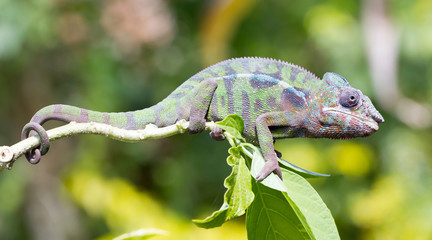 Panther chameleon Furcifer pardalis, portrait