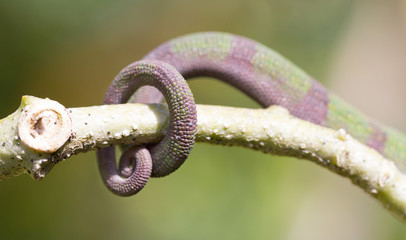 Panther chameleon Furcifer pardalis, rolled up tail