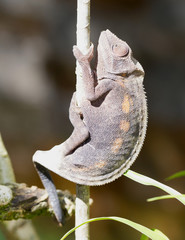 Panther chameleon Furcifer pardalis, portrait